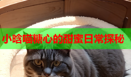 小晗喵糖心的甜蜜日常探秘